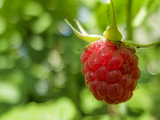 Red raspberry berry on a Bush macro