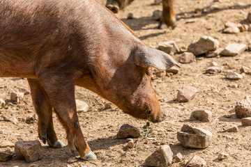 Cows in the fields of Salamanca, Spain