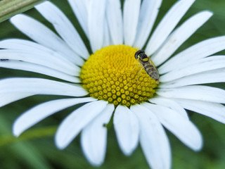 Fototapeta premium little bee sitting on a Daisy. macro