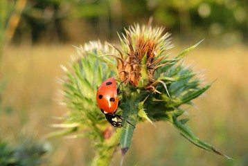 Ladybag on thistle plant in the meadow, closeup