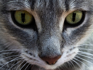 The cat's face with eyes as mouse. The concept of hunting for mice. Macro.