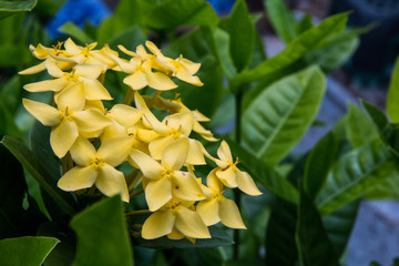 Four-pointed yellow flowers