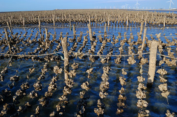 Oyster farm fields at a beach in Changhua, Taiwan