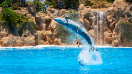 Spectacle de beaux sauts de dauphins dans la piscine du zoo.