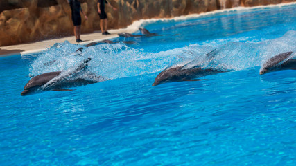 Obraz premium Pływanie delfinów butlonosych w zoo podczas pokazu.