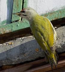 Grey-headed woodpecker (Picus canus)