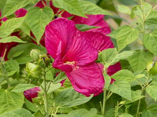 Hibiscus moscheutos. L'hibiscus des marais. De magnifiques grandes fleurs sur de grandes tiges originaires d'Amérique du Nord.