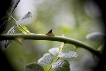 Thorn closeup on a blackberry bramble.