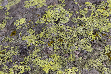 Green crustose lichen on a rock.