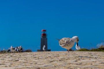 Möwe vor Leuchtturm