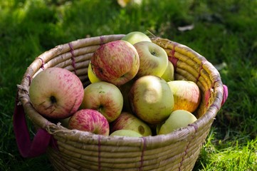Wiklinowy naturalny kosz pełen świeżych i dojrzałych jabłek