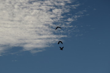 Clouds and birds