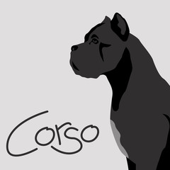 dog corso vector illustration flat style profile 