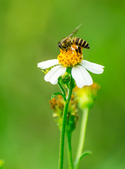 Lovely Bee collecting nectar on white flower - widlife photography