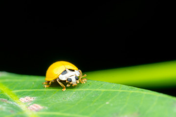 yellow ladybug