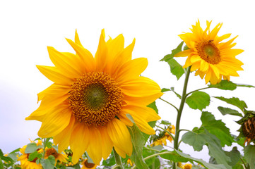 Obraz premium Blooming Sunflowers in a farm field at countryside in Taiwan