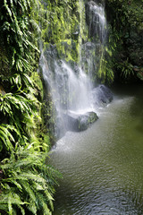 waterfall in the rainforest