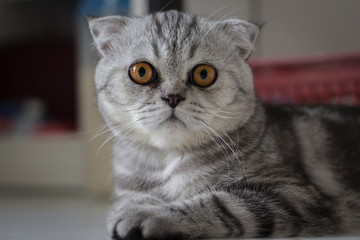 Scottish fold cat fur gray striped black.