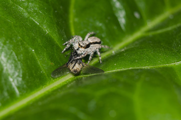jumping spider with his food flyer on green leafe 