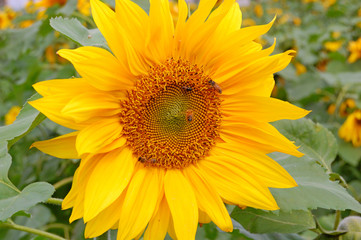 Blooming Sunflowers in a farm field at countryside in Taiwan