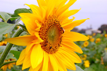 Obraz premium Blooming Sunflowers in a farm field at countryside in Taiwan