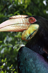 Hornbill in a tree in the rainforest of borneo ,Malaysia