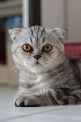 Scottish fold cat fur gray striped black.