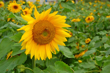 Blooming Sunflowers in a farm field at countryside in Taiwan