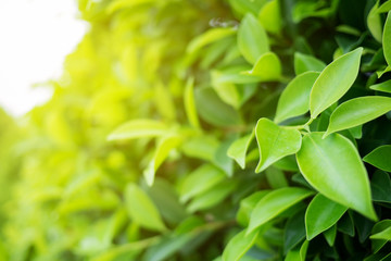 Green leaf with copy space use for design concept.