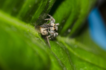jumping spider with his food flyer on green leafe 