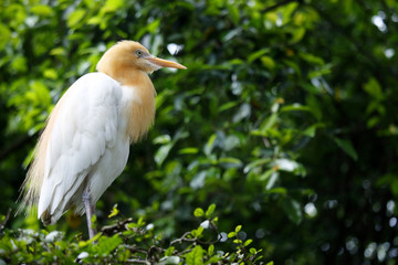 Cattle egret in a tree in the rainforest  