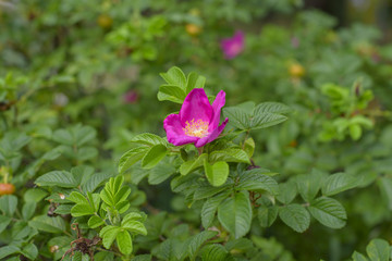 blooming wild rose Bush