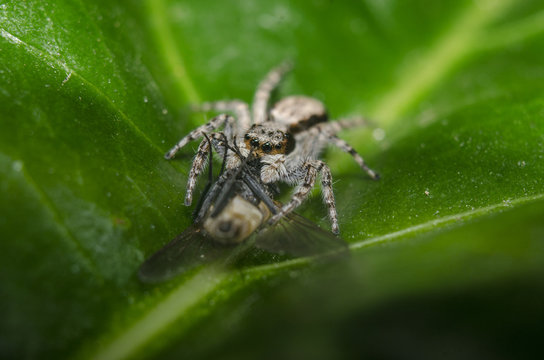 jumping spider with his food flyer on green leafe 