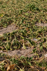 Schlechte Ernte Agrar