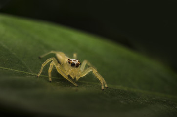 jumping spider with his food flyer on green leafe 