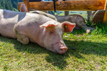 Pigs in the Austrian Alps at Hintersee at the Nationalpark Hohe Tauern in Pinzgau