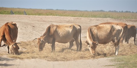 Dusty cows