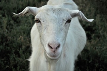 Goat stare