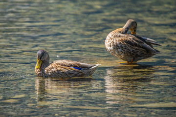 Ducks in Austria at the Hintersee Lake at Nationalpark Hohe Tauern in the Alps