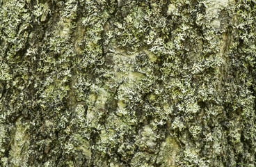 Texture the tree bark covered with a moss and a lichen