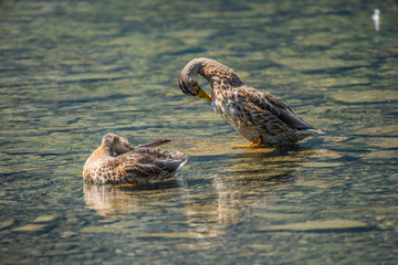 Ducks in Austria at the Hintersee Lake at Nationalpark Hohe Tauern in the Alps