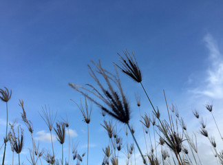 Backlit grass flower on blue sky and cloud background. silhouette of little flower of grass on evening sky background.