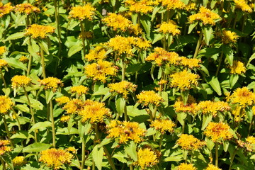 Field of flowering bright yellow Aizoon Stonecrop in a garden