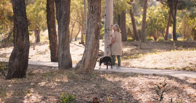 Elegant mature woman walking dog in park in autumn