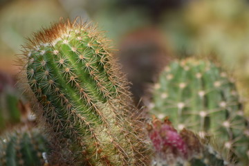 Kaktus