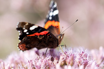 beautiful funny butterfly sitting on a fluffy pink flower