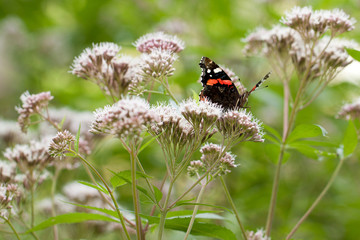 beautiful butterfly vanessa atalanta sits on a fluffy tender flower Evpatorium blooming in a summer park or in a garden