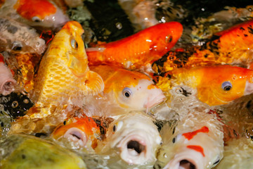Multicolored fish carp on the water surface
