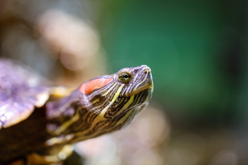 Portrait of a sea turtle in the aquarium