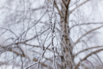 Snow on the branches of a tree